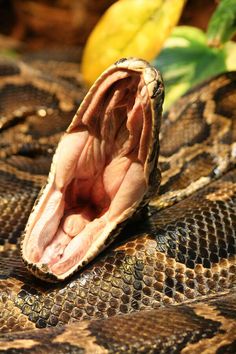 a close up of a snake's open mouth