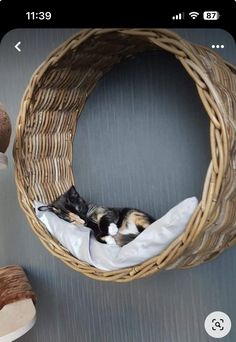 a cat sleeping in a basket on the wall