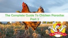 the complete guide to chicken parsites part 2 with pictures of chickens and hens