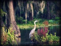 a bird is standing in the water near some trees