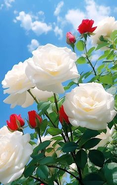 white and red roses against a blue sky