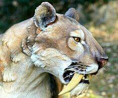 a close up of a statue of a lion with its mouth open and teeth out