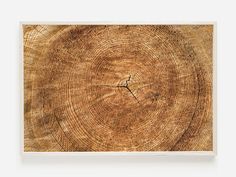 the cross section of a tree trunk is shown in this photo with white frame and woodgrain