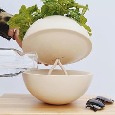 a person pouring water into a bowl with sunglasses on the table next to it and a potted plant