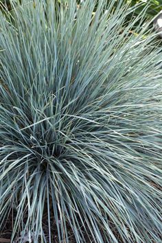 a very pretty blue plant by some bushes