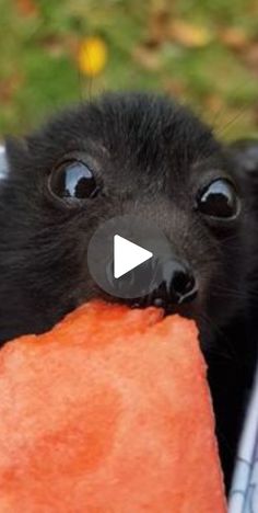 a small black animal holding a carrot in it's mouth