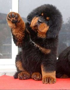 a black and brown dog sitting on top of a red rug next to a window