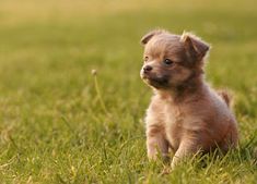 a small brown puppy sitting in the grass