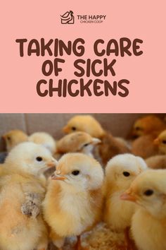 Chicks gathered together with text overlay "Taking Care of Sick Chickens" from The Happy Chicken Coop.