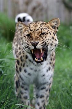 a large leopard with its mouth open and it's tongue out in the grass