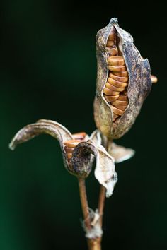 a close up of a flower bud on a plant