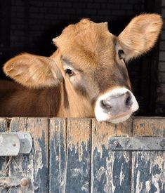 a brown cow sticking its head over the side of a barn door with it's eyes open