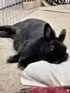 a black rabbit laying on top of a white pillow