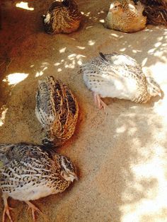 three birds are sitting in the sand near each other