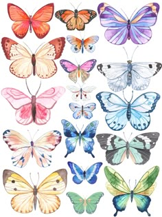 many different colored butterflies on a white background