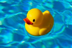 a yellow rubber duck floating in a blue pool