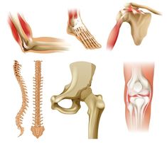 the different bones and muscles on a white background stock photo - image 399784