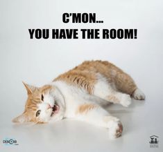 an orange and white cat laying on its back with the caption c'mon you have the room