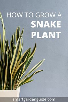 a snake plant with the words how to grow a snake plant in front of it