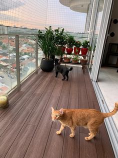 two cats are standing on a balcony looking at the view from it's glass door