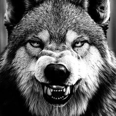 an angry wolf with yellow eyes and big teeth looks at the camera in black and white