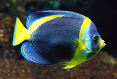 a blue and yellow fish swimming in an aquarium