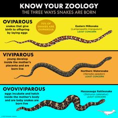 the different types of snakes and their names