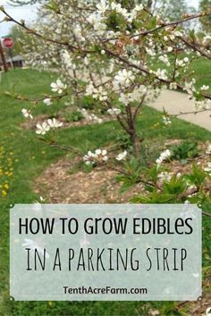 an apple tree with white flowers and the words how to grow edibles in a parking strip