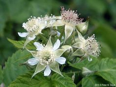 some white flowers with green leaves in the background