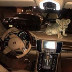 a small lion cub sitting on the dashboard of a car in front of a steering wheel