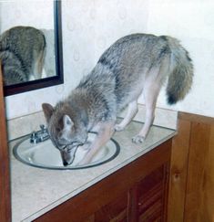 a wolf drinking water from a sink in a bathroom with a mirror and wooden cabinets