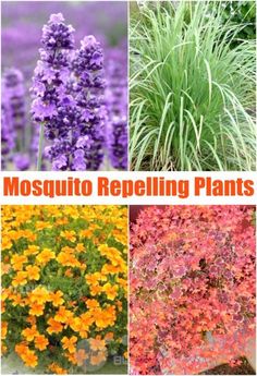 four different types of plants with the words mosquito repelling plants on them in orange, yellow and purple colors