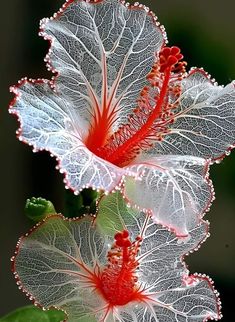 two white and red flowers with green leaves