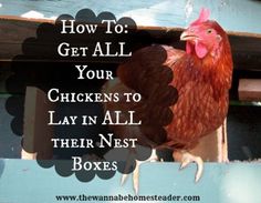 a chicken with the words how to get all your chickens to lay in all their nest boxes