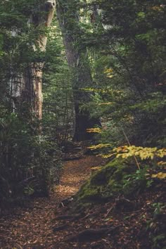 a path in the middle of a forest with lots of trees and leaves on it