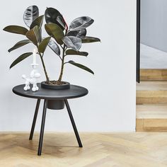 a potted plant sitting on top of a black table next to a white teddy bear