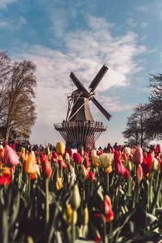 tulips and other flowers in front of a windmill