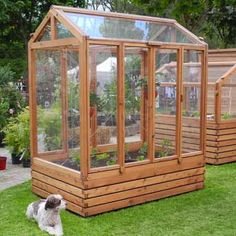 a dog laying in the grass next to a wooden greenhouse