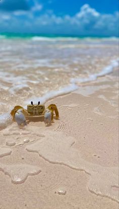 a little tan baby crab half in the water on the beach in the bahamas with a blue sky in the background Peaceful Photos, Sea Turtle Wallpaper, Crabs On The Beach, Beach Animals, Beach Collage, Wallpaper Ocean, Ocean Turtle, Sea Pictures