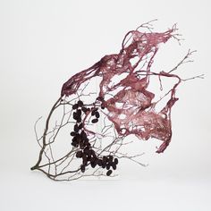 a branch with berries on it against a white background in front of the image is a piece of wire