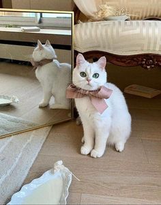 a white cat wearing a pink bow tie standing in front of a mirror