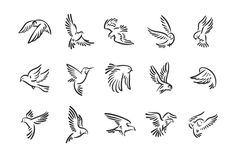 different kinds of birds flying in the air