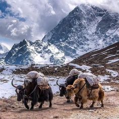 two yaks walking in the snow with mountains in the background