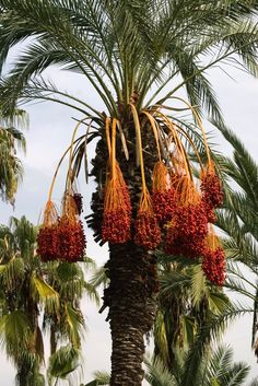 palm trees with red fruit hanging from them