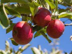 three red apples hanging from a tree with blue sky in the backgrounnd