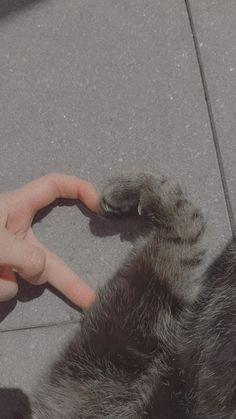 a person is petting a cat's paw with their hand on the ground