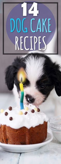 a small dog is blowing out the candles on a cake