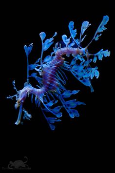 a blue and purple sea horse in the dark