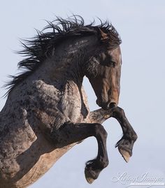 a black and white horse is jumping in the air with it's front legs spread out