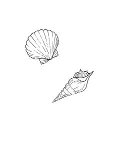 two seashells are shown in black and white, with one shell facing the other